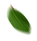 Visnje