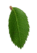 List breskva