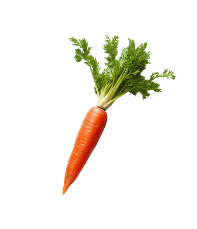 mrkva