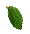 Šipak list