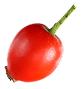 Šipak